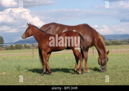 puledro Foto Stock