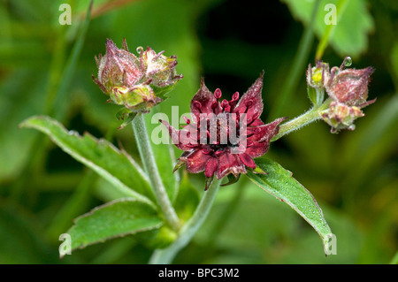 Marsh Cinquefoil (Comarum palustre, Potentilla palustris) Fiori e boccioli di fiori recisi. Foto Stock