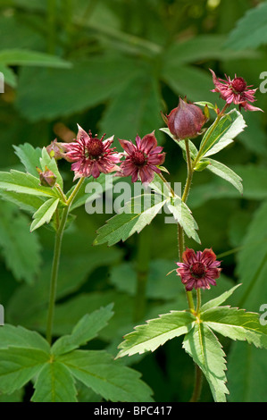 Marsh Cinquefoil (Comarum palustre, Potentilla palustris) Fiori e boccioli di fiori recisi. Foto Stock