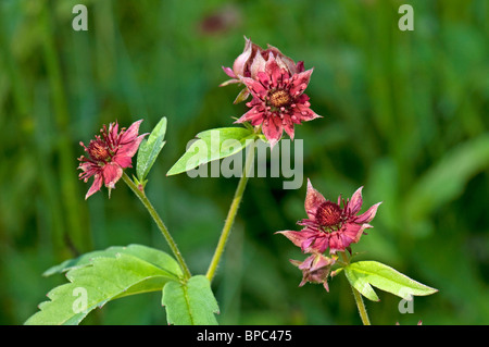 Marsh Cinquefoil (Comarum palustre, Potentilla palustris) Fiori e boccioli di fiori recisi. Foto Stock