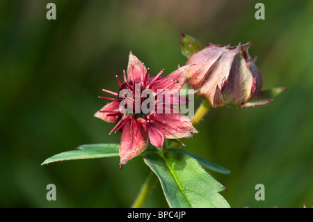 Marsh Cinquefoil (Comarum palustre, Potentilla palustris), fiori e bocciolo di fiori. Foto Stock