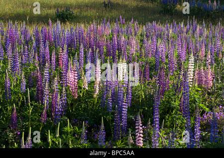 Giardino Lupin (Lupinus polyphyllus), fioritura stand in Svezia. Foto Stock
