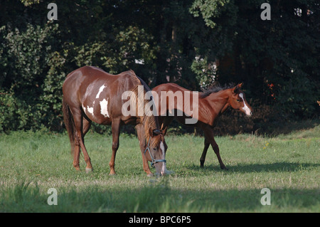 Cavalli di vernice Foto Stock