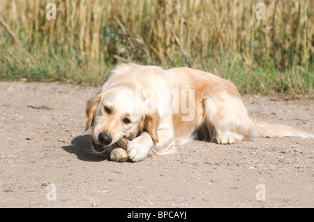 bastone di rosicchiamento Foto Stock