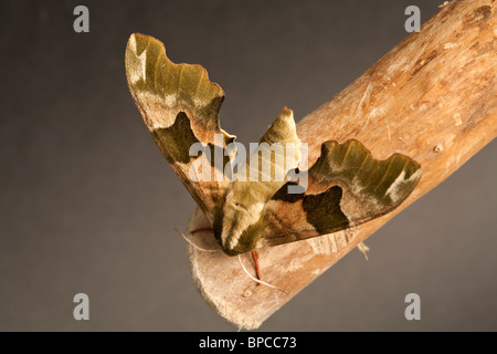 Lime Hawkmoth Mimas tiliae Foto Stock