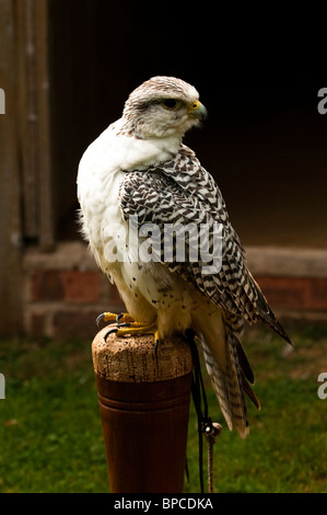 Lugger Falcon, Falco jugger presso il Centro internazionale per gli uccelli da preda vicino Newent, Regno Unito Foto Stock