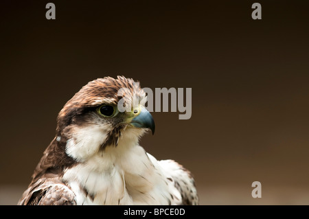 Lugger Falcon, Falco jugger presso il Centro internazionale per gli uccelli da preda vicino Newent, Regno Unito Foto Stock