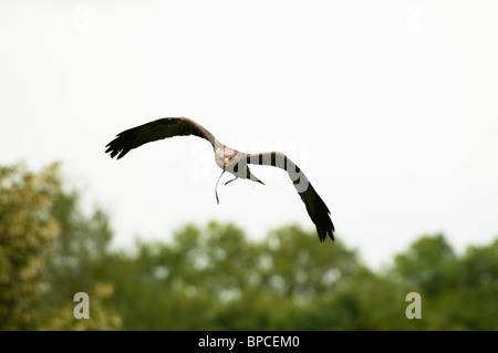 Giallo-fatturati Kite, Milvus migrans parasitus presso il Centro internazionale per gli uccelli da preda vicino Newent, Regno Unito Foto Stock