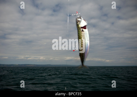 La pesca dello sgombro off North Beach, Tenby,Pembrokeshire West Wales UK Foto Stock