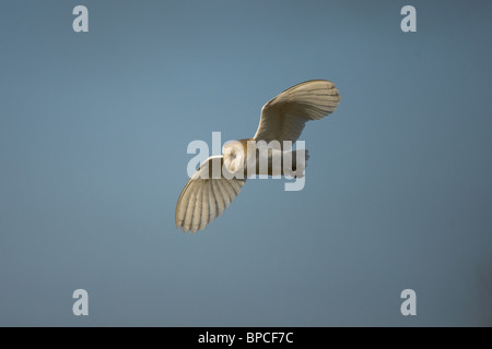 Barbagianni - Tyto alba in volo Norfolk Foto Stock