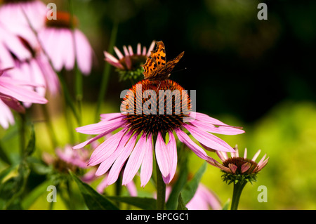 Virgola Butterfly, Polygonia c-album, si nutrono di Echinacea Foto Stock