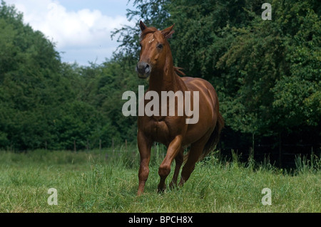 Trottare Quarter Horse Foto Stock