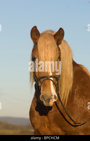 coldblood Foto Stock