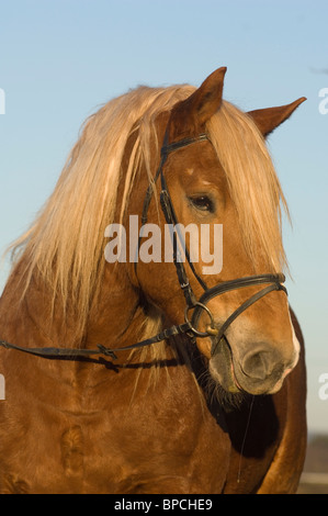 coldblood Foto Stock