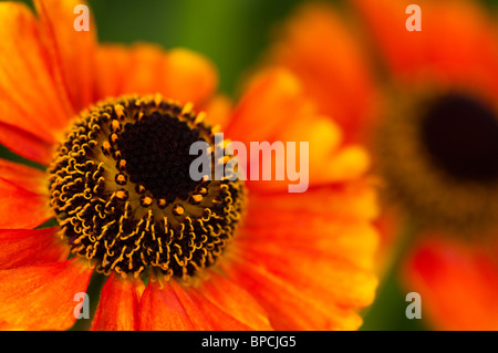 Helenium 'Sahin presto Flowerer' in fiore Foto Stock