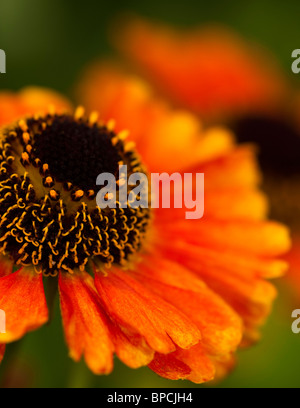 Helenium 'Sahin presto Flowerer' in fiore Foto Stock