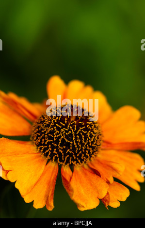 Helenium 'Sahin presto Flowerer' in fiore Foto Stock