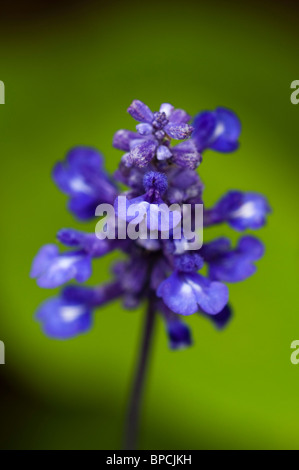 Salvia farinacea "Victoria", Mealycup Salvia, in fiore Foto Stock