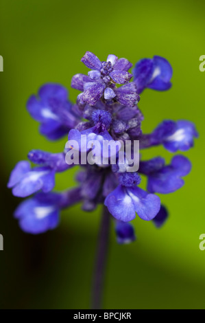 Salvia farinacea "Victoria", Mealycup Salvia, in fiore Foto Stock