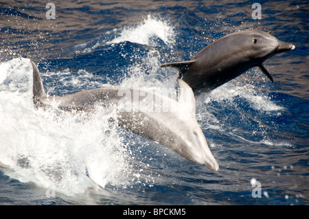 Il tursiope o delfino maggiore. Osservazione dei delfini Escursione in barca da Los Gigantes, Tenerife, Spagna Foto Stock