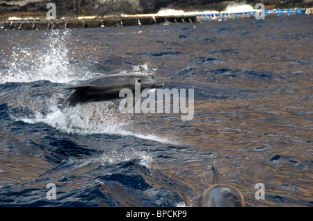 Il tursiope o delfino maggiore sulla osservazione dei delfini Escursione in barca da Los Gigantes, Tenerife, Spagna Foto Stock