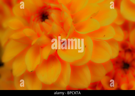 Messa a fuoco selettiva di close-up di orange Dahlia (Georgine) impianto. Reparto poco profonda del campo (sdof). Posizione orizzontale Foto Stock