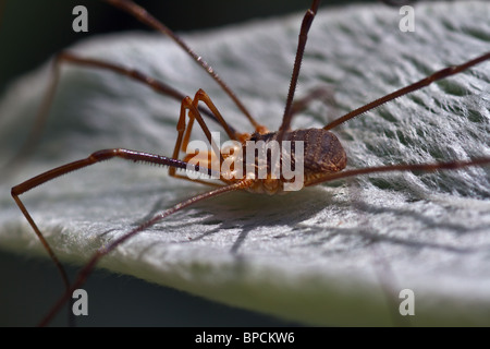 Close-up di Harvestman - Opiliones - Daddy longlegs sulle foglie pelose. [Profondo debito di campo] 'sdof'. Posizione orizzontale Foto Stock