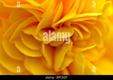 Messa a fuoco selettiva di close-up di giallo Dahlia (Georgine) impianto. Restringere la messa a fuoco, bokeh (sdof). Posizione orizzontale Foto Stock