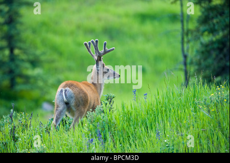 Un mulo cervo buck guardando lontano da la sua alimentazione su alti erba verde. Foto Stock