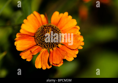 Helenium 'Sahin presto Flowerer' in fiore Foto Stock