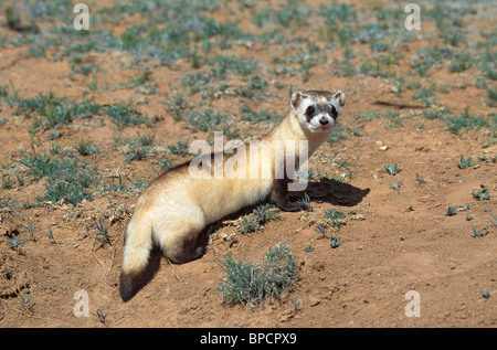 Nero-footed Ferret specie in via di estinzione Foto Stock