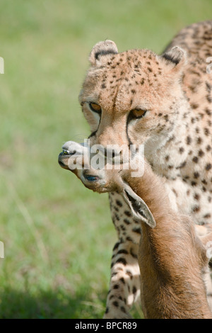 Cheetah close-up con una gazzella uccidere nella sua bocca, il Masai Mara, Kenya Foto Stock