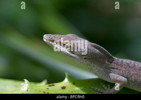 Carolina anole (Anolis carolinensis) Foto Stock