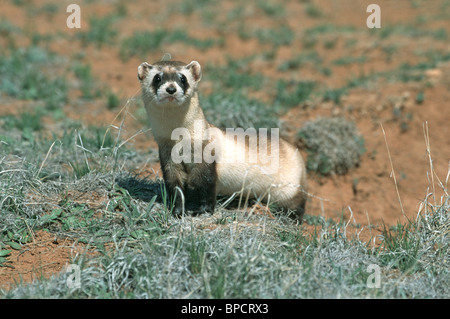 Nero-footed Ferret specie in via di estinzione Foto Stock