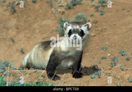 Nero-footed Ferret specie in via di estinzione Foto Stock