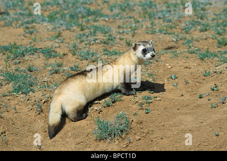 Nero-footed Ferret specie in via di estinzione Foto Stock