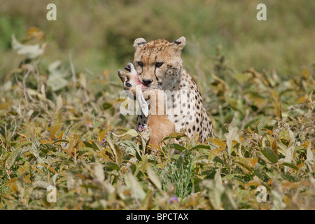 Cheetah close-up con una gazzella uccidere nella sua bocca, Serengeti, Tanzania Foto Stock