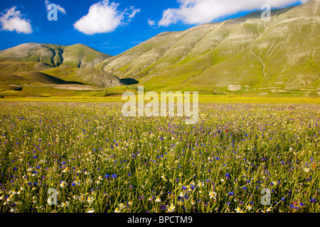 Fiori Selvatici ai piedi delle montagne del pianoforte Grande nel Parco Nazionale dei Monti Sibillini, Umbria Italia Foto Stock