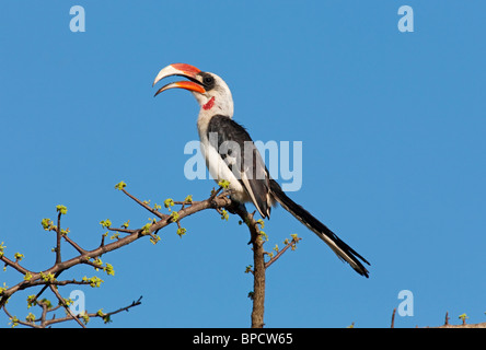 Von der Decken's Hornbill (Tockus deckeni) singolo adulto in piedi in acacia con becco aperto, Samburu, Kenya, Africa orientale Foto Stock