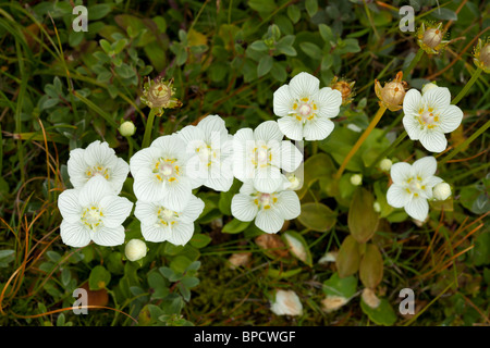 Erba di Parnassus Parnassia palustris Foto Stock