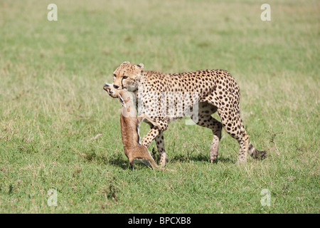 Cheetah close-up con una gazzella uccidere, il Masai Mara, Kenya Foto Stock