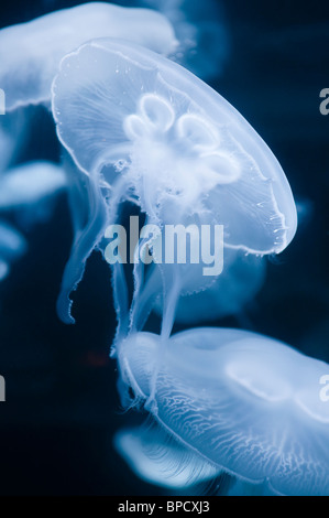 Luna meduse, Aurelia aurita, San Francisco, California, Stati Uniti d'America
