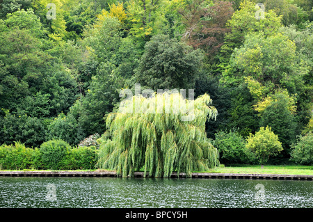 Unico salice piangente albero sulla riva del fiume Foto Stock