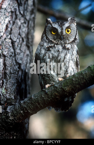 Western Civetta (Megascops kennicotti), arroccato nella struttura ad albero Foto Stock