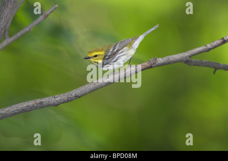 Maschio adulto nero-verde throated trillo appollaiato su un ramo Foto Stock