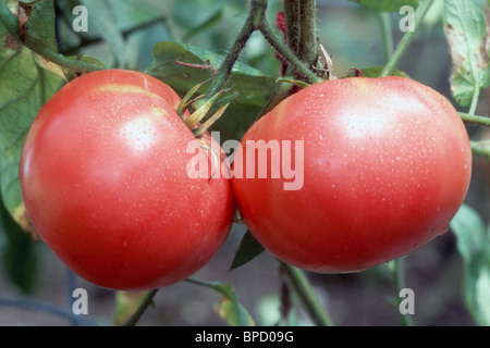 Brandywine pomodori, cimelio di antiche varietà bistecca di manzo, crescente con il rosa pelle arrossata Foto Stock