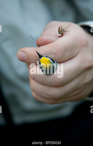 Maschio adulto Golden-winged trillo essendo nastrare dal ricercatore sconosciuto Foto Stock