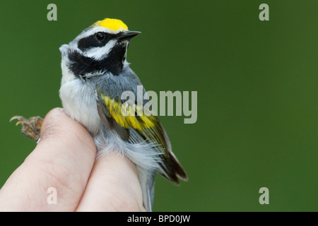 Maschio adulto Golden-winged trillo essendo nastrare dal ricercatore sconosciuto Foto Stock