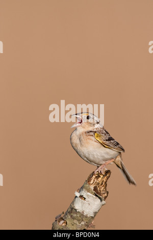 Grasshopper Sparrow a cantare all'alba Foto Stock