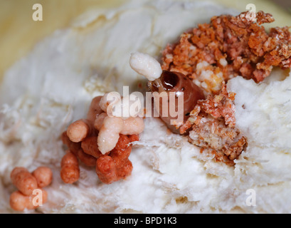 Un bruco o verme lo sputare. Foto Stock